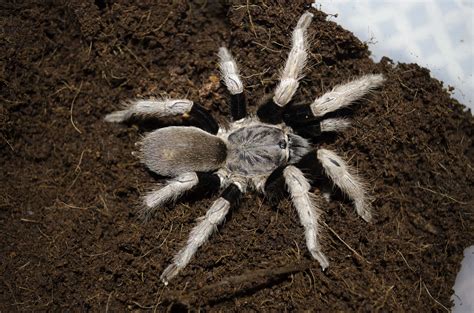 r/tarantulas on Reddit: Finally got my hands on the dream .
